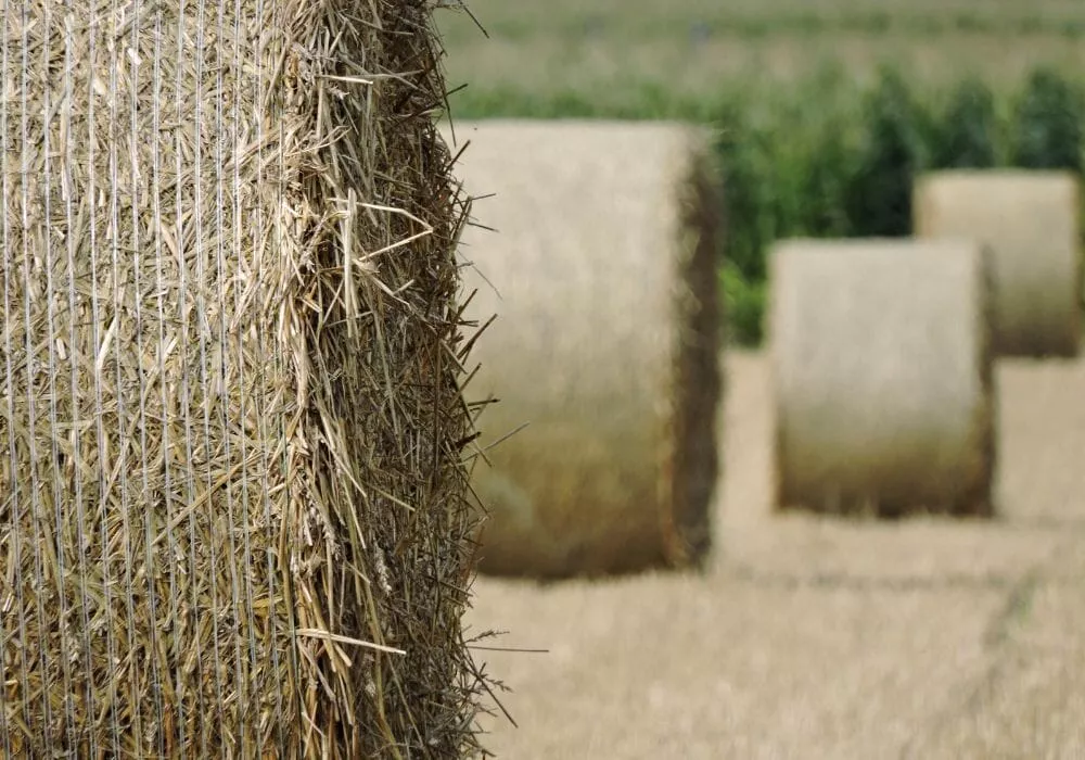 Un'immagine generica segnaposto con angoli arrotondati in una figura.